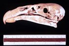 condor skull