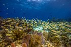 coral reef with bight yellow fish