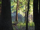view looking through trees to a calm serene lake