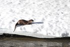 an otter on a snowy bank