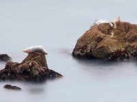 Three harbor seals resting on rocky islets rising above the water during a low tide.