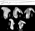 Thrinacodus gracia and teeth from the Surprise Canyon Formation; scale equals 200 µm.