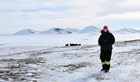 Hillary in the field in the arctic, standing in front of a herd of musk oxen in the distance. 