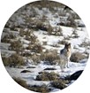 A wolf as viewed through a camera lens.