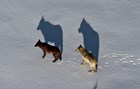 Two wolves as seen from a fixed wing plane.