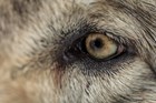 Close-up of a wolf's eye