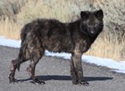 Wolf with mange