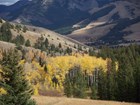 Aspen grove in Yellowstone National Park.