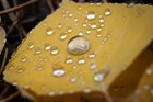 close up photo of an aspen leap with water droplets