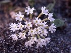 small plant, Sand verbena