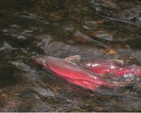 Two Coho Salmon in Redwood Creek MUWO Photo by TIm Jordan NPS
