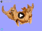 model of fossil cheetah jaw on plain color background