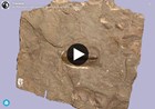 3d model of trilobite fossil on rock slab
