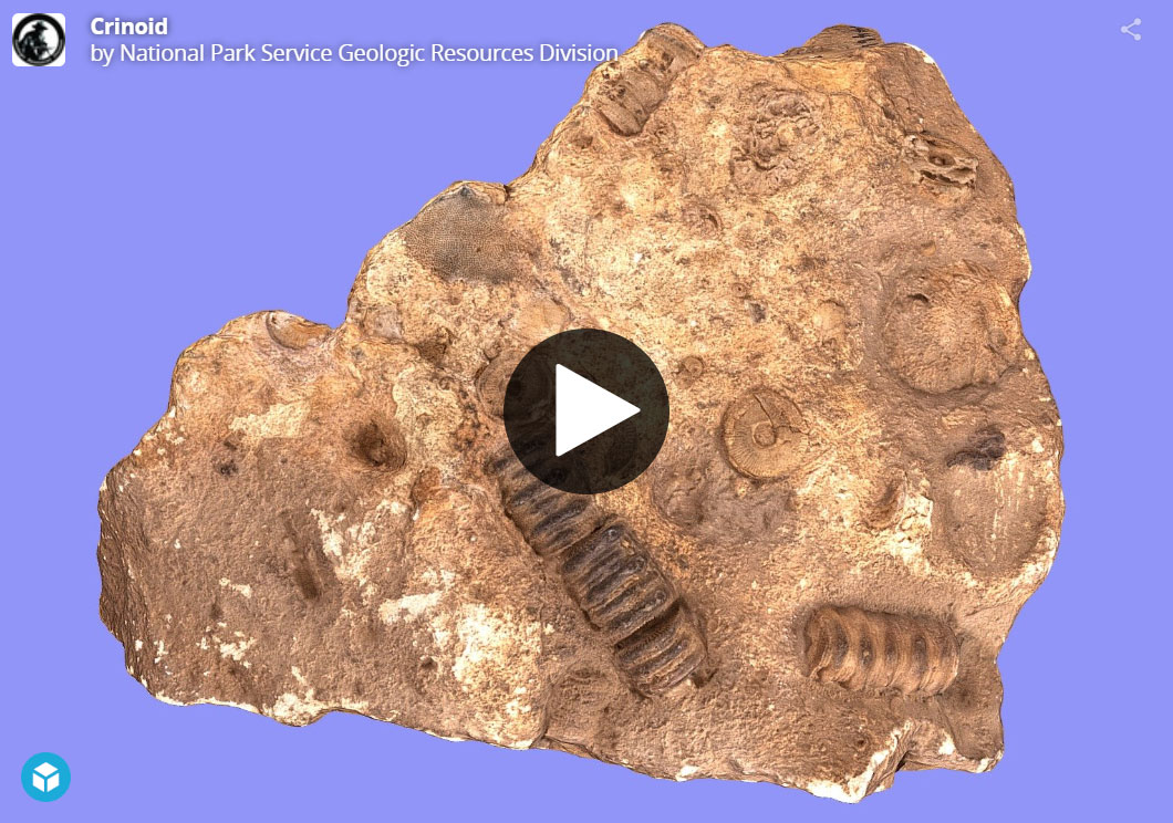 【2024年】もらって嬉しいお歳暮 人気ランキング Fossil Tetrapod Foot Prints (U.S. National Park Service) シミュレーション