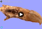 3d model of condor skull on plain color background
