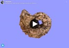 3d model of fossil nautiloid on plain color background