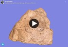 3d model of fossil clam on larger rock