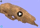 3d model of sloth skull on plain color background