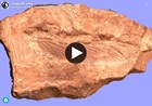 3d model of dragonfly wing fossil on rock surface