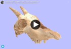 3d model of goat skull on plain color background