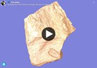 3d model of fossil on larger rock