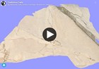 3d model of fossil tracks on larger rock slab