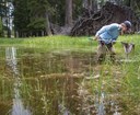 A scientist doing an amphibian survey examines their net.