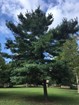 White Pine tree with night watch box in background. A small fence with other trees can be seen. 