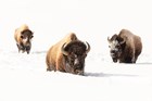 Three bison push through deep winter snows.