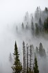 Trees rise out of the mist