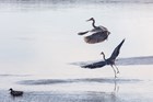 Two blue herons take flight over a wintry landscape