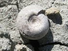 fossil snail shell