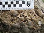 a fossil with ruler for scale