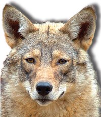 A coyote stares at the camera.