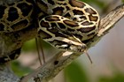 Burmese pythons