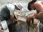 Staff looking for exotic fish in throwtrap