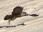 A peregrine falcon spreads its wings and takes flight off a sandy beach.