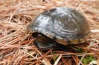 An turtle hides inside its shell atop a bed of dry pine needles.