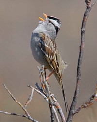 A white-crowned sparrow sings.