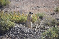 Small brown and tan rodent standing up on hind legs, with soil and green vegetation around it.