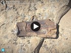 fossil on sandstone