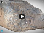 fossil on sandstone