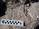 fossils and scale bar ruler