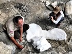 two people working on a fossil