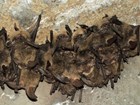 a group of bats hanging on a cave ceiling