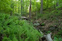 New York Fern in a Basic Mesic Hardwood Forest