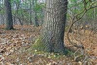 Chestnut oak tree growing among mountain laurels.