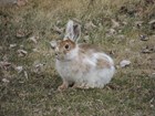 A close up of a small snowshoe hare with mottled brown & white fur. 