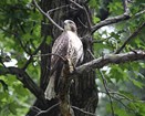 Photo of a male red tailed hawk perched on a tree branch 