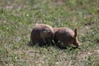Two prairie dogs playing in the grass